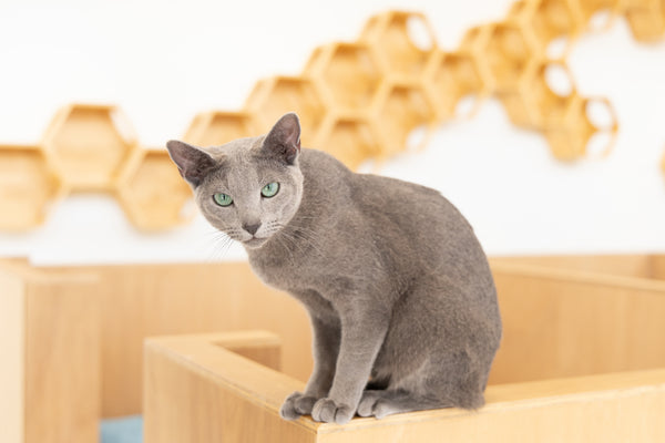 ショウタロウ の写真