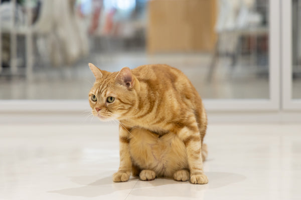 トシロウ の写真