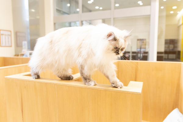 マノン の写真