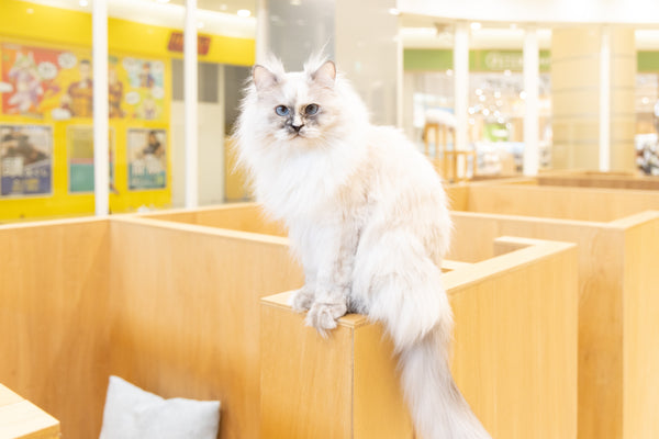 マノン の写真