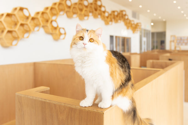 ベラ の写真