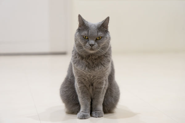 ノブコ の写真
