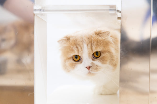 ポピー の写真