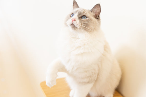 シュン の写真