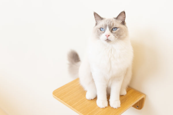 シュン の写真