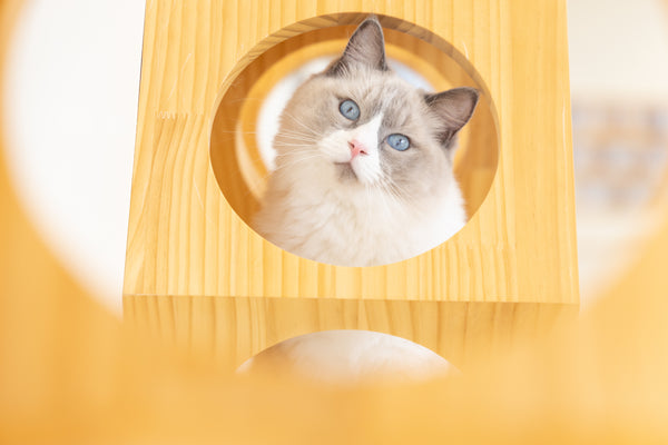 シュン の写真