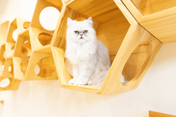ネル の写真
