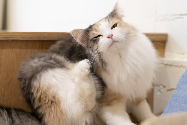 ソナ の写真