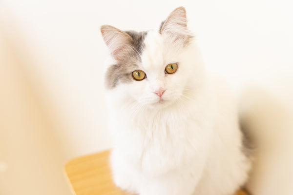 チャト の写真