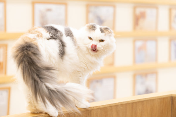 フウリ の写真