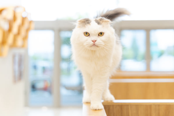 フウリ の写真