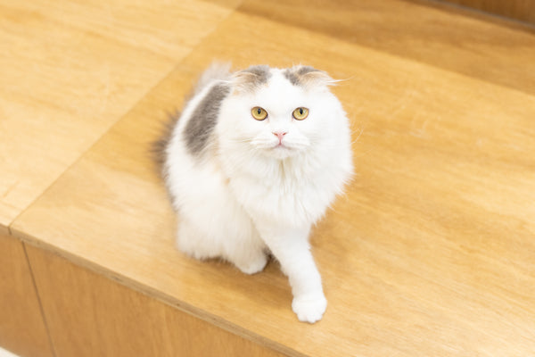 フウリ の写真