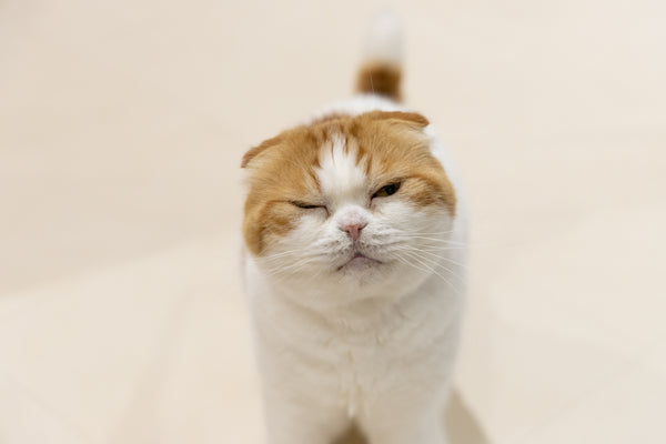 ヒュウガ の写真