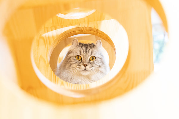ゲン の写真