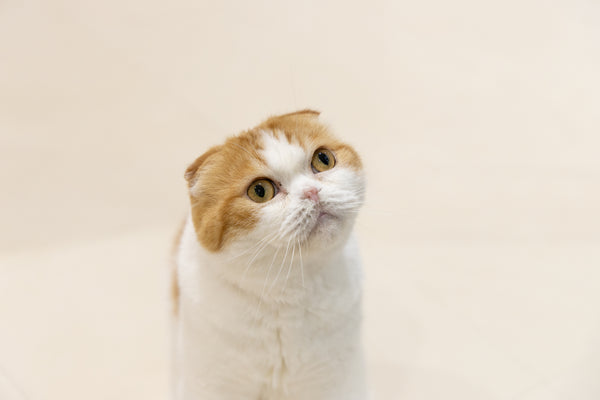 ヒュウガ の写真