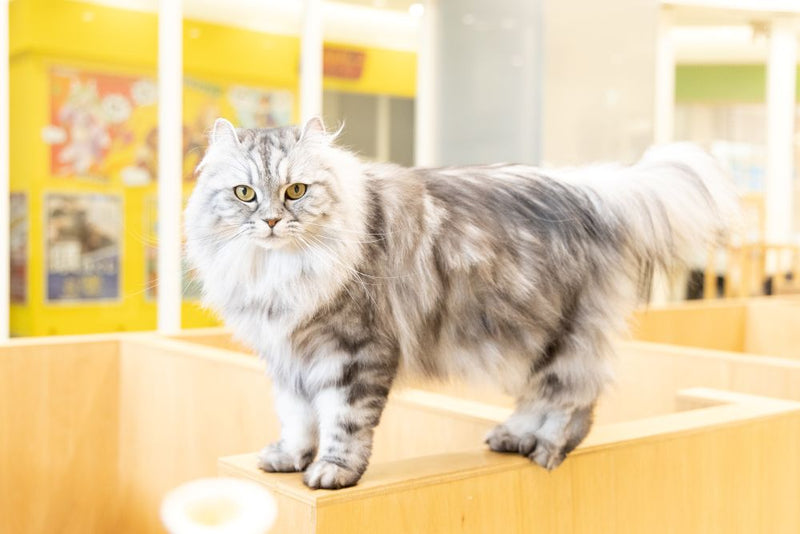 猫のプロフィールを見る