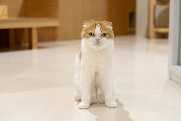 ヒュウガ の写真