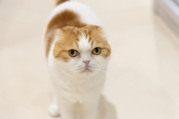 ヒュウガ の写真