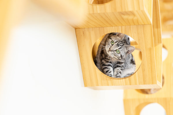 エメ の写真