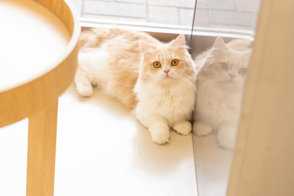 ミニ の写真
