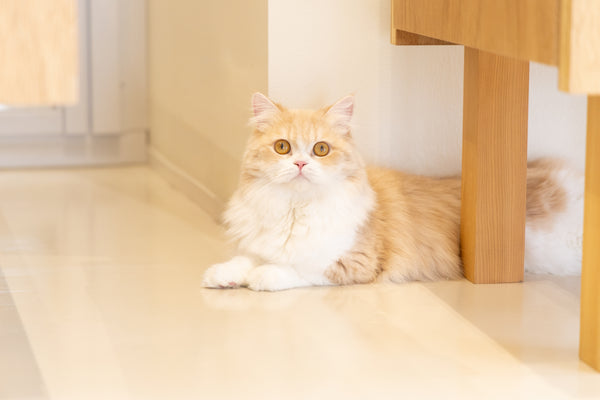 ミニ の写真