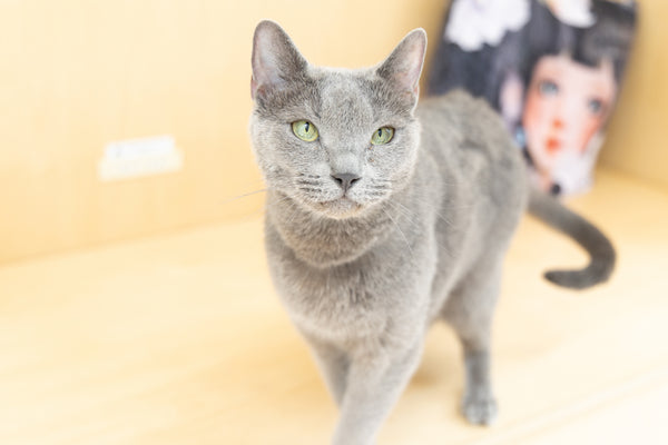 シンカ の写真