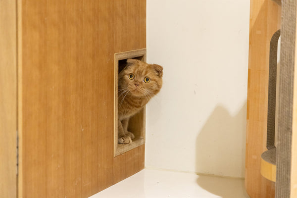 クリノスケ の写真