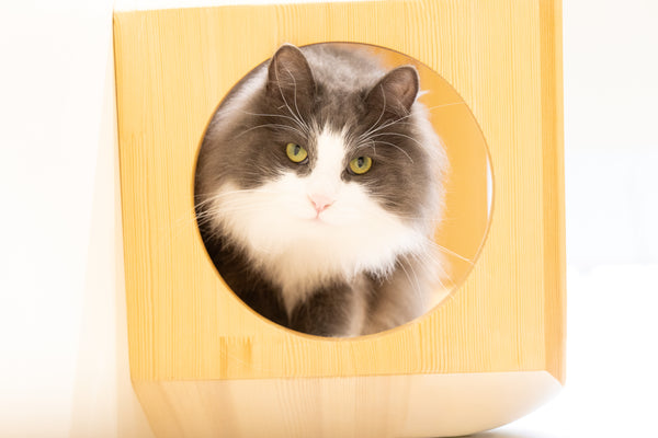トワ の写真