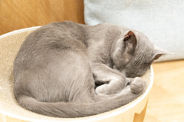 ラムネ の写真