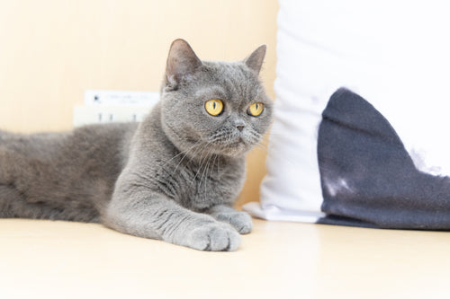 シュシュ