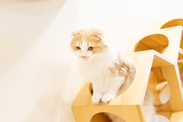 スージー の写真
