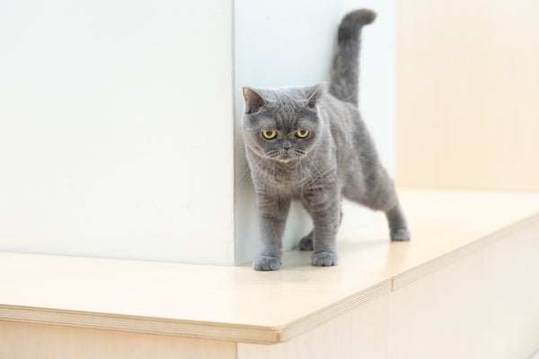 シュシュ の写真