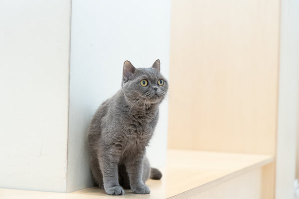 シュシュ の写真