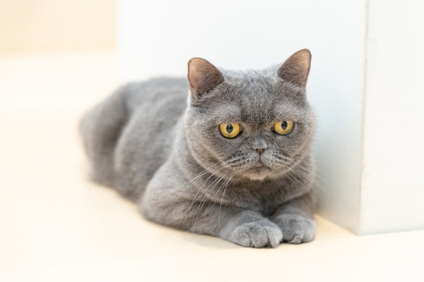 シュシュ の写真