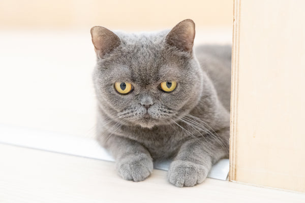 シュシュ の写真