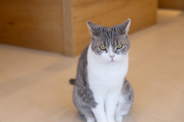 ミント の写真