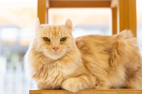 メロ の写真