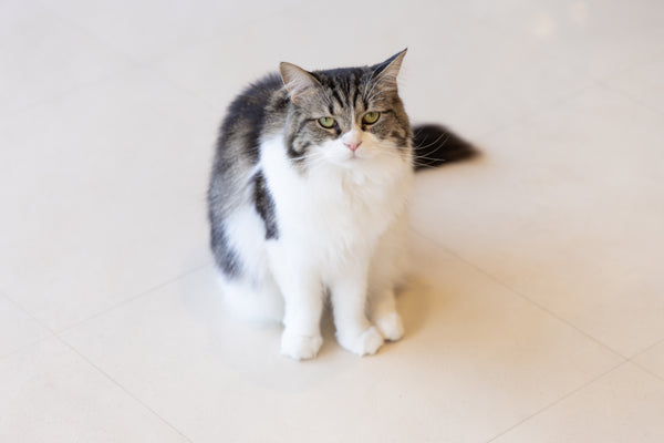 ルル の写真