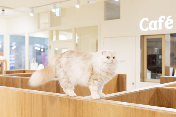 フクマル の写真