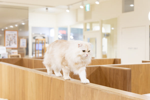 フクマル の写真