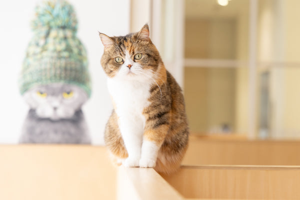 コノハ の写真
