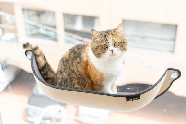 コノハ の写真