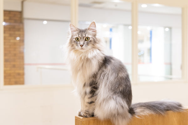 シナモン の写真