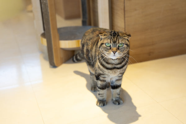 マオ