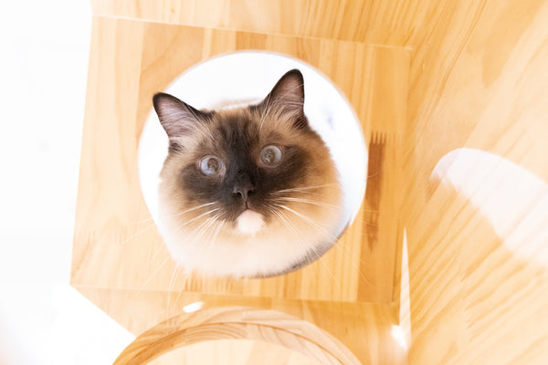 ルネ の写真