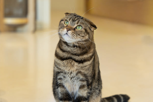 マオ の写真