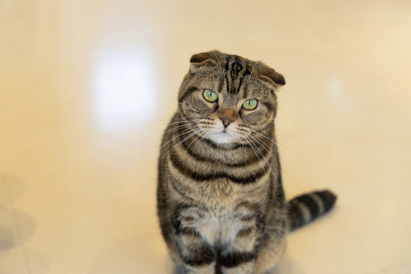 マオ の写真