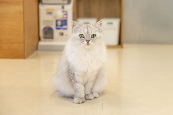 アルマ の写真