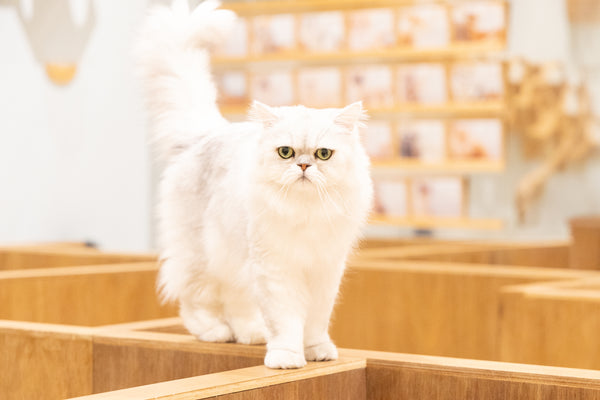 スイ の写真