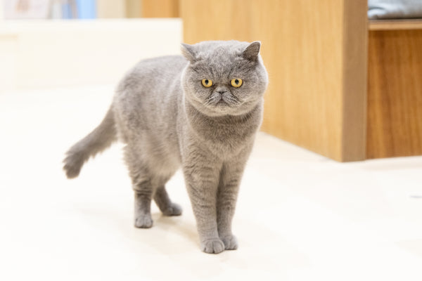 ロン の写真